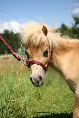 Suche Kinderliebes American Miniature Horse