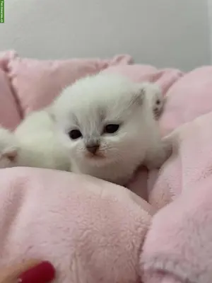 Britisch Kurzhaar BKH, BSH Kitten mit Schweizer Stammbaum