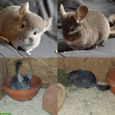 Chinchilla Jungtiere suchen ein Zuhause