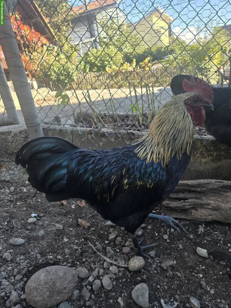 2 Mischlingshähne, Ayam Cemani x Marans