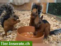 Blutsfremde Atrirufus abzugeben, Mittelamerikanisches Hörnchen