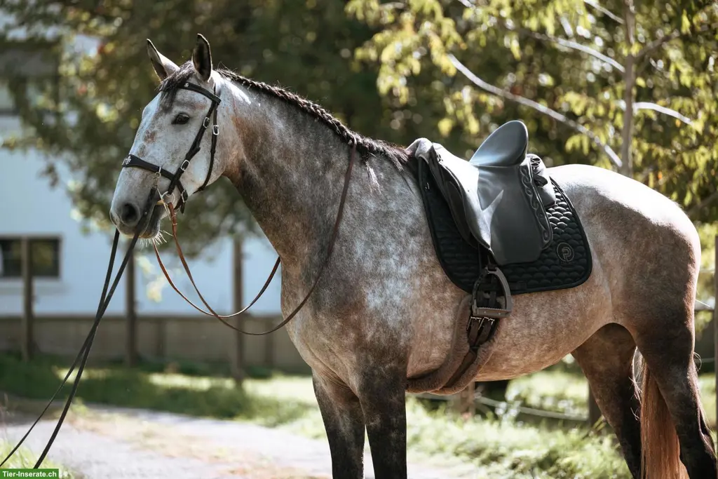 Wunderschöne grossrahmige Lusitano Stute mit Potenzial