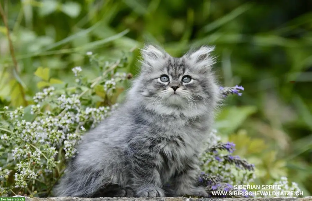 Sibirische Kitten Wurf auf Herbst 2026