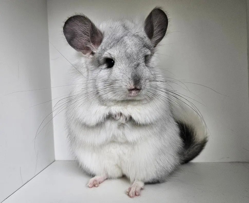 Chinchillas in Kurz- und Langhaar suchen neuen Wirkungskreis