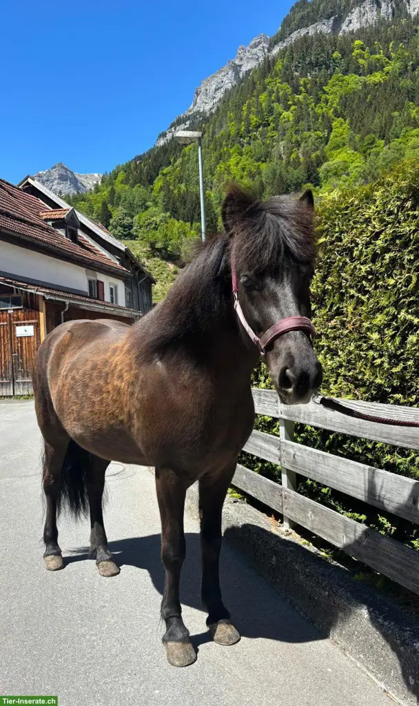 Tolle 5-Gang Islandpferd-Stute mit Top-Abstammung
