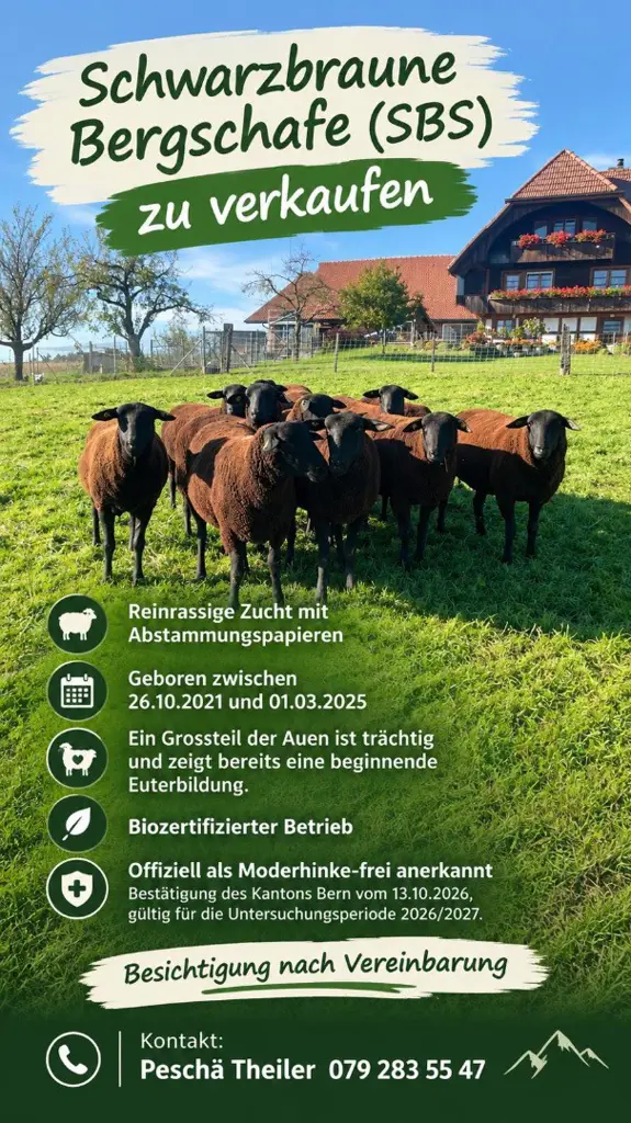 Schwarz Braune Bergschafe SBS