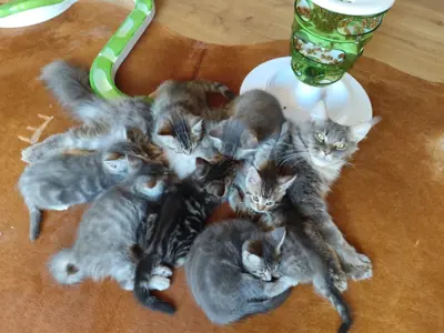 Süsse Maine Coon Mix Katzenbabys