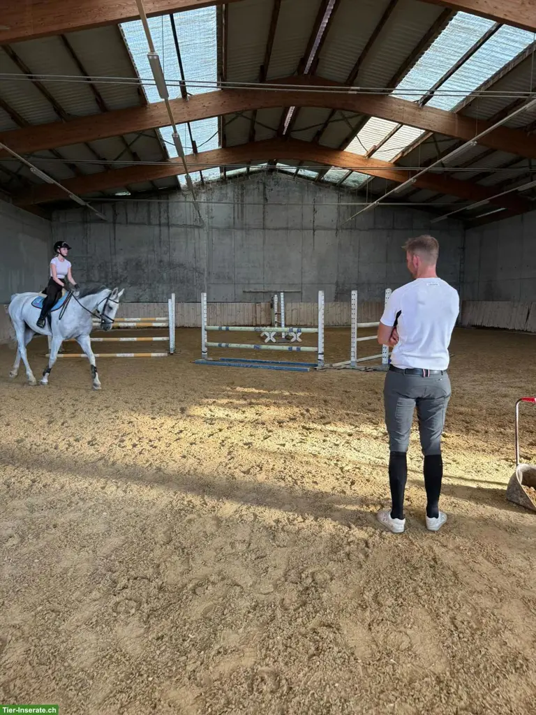 Reitunterricht/Reitschule auf Hof in Mägenwil AG
