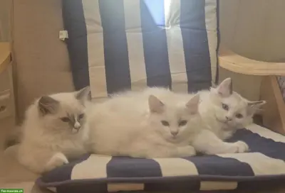 Seal Ragdoll Kitten, weiblich zu verkaufen