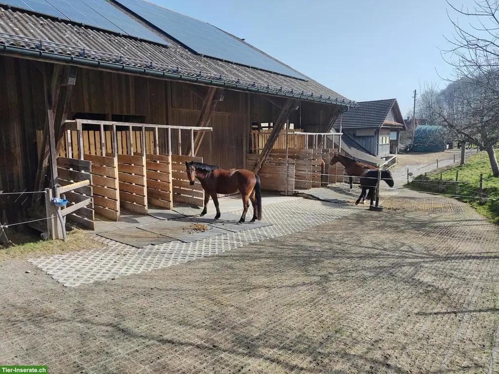 Freie 🐴 Boxe in Pferdepension in Kriens LU