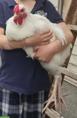 Schweizer Huhn: junger Hahn abzugeben