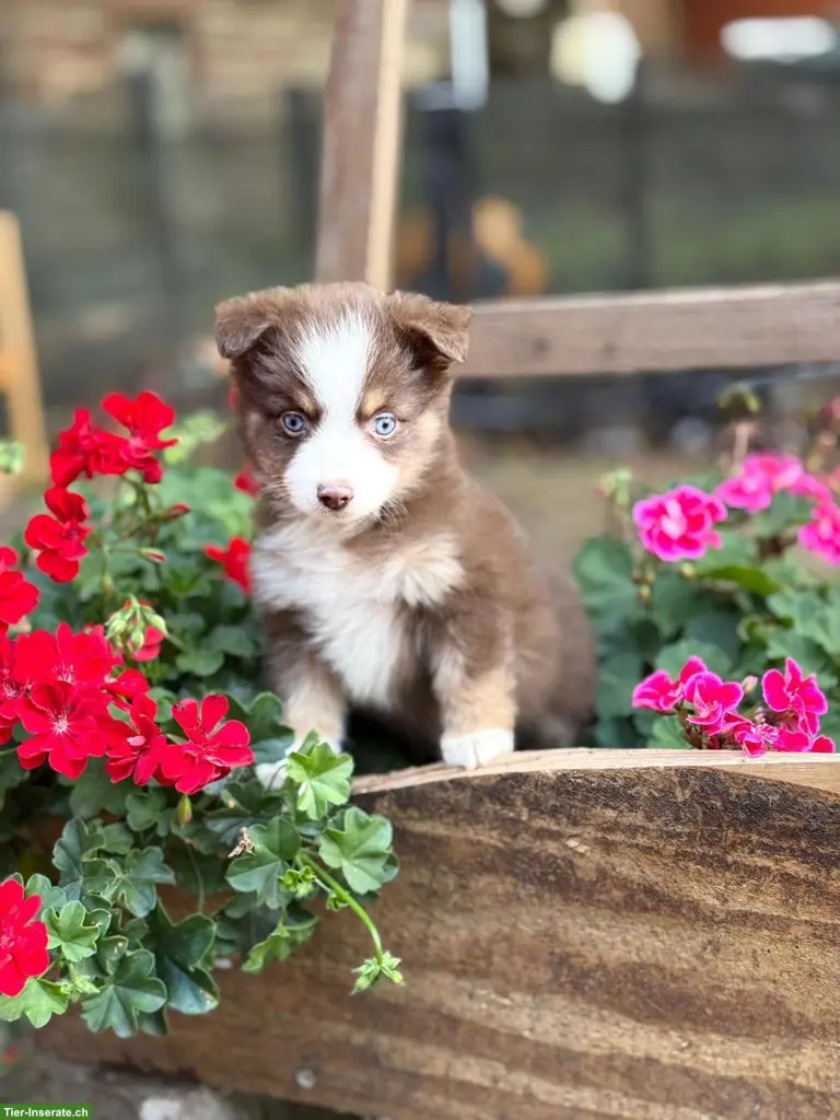 Mini Aussie / Miniature Australian Shepherd Welpen