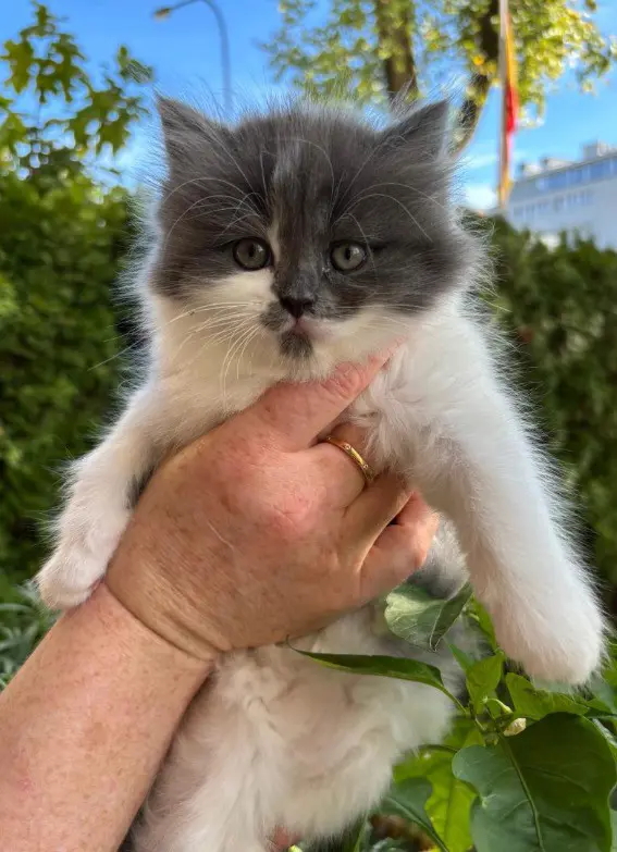 32fd0e00-be6b-4df5-8dfd-b3882bb814e1-Katze 2.jpg