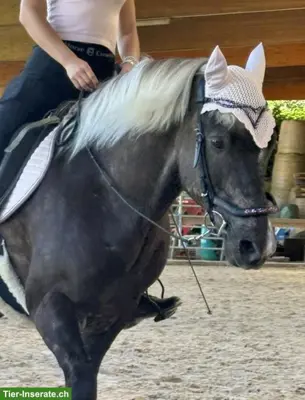 Urlaubsvertretung und mögliche Reitbeteiligung gesucht 🐴