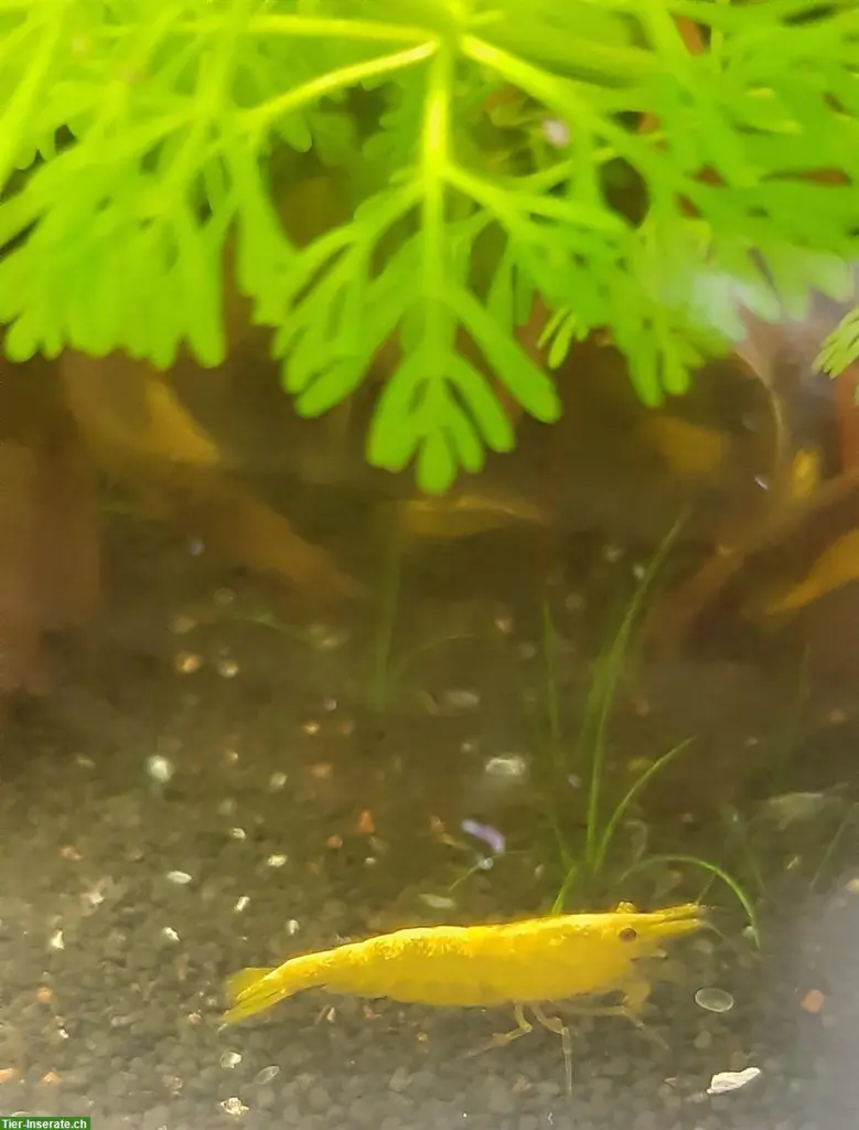 Neocaridina davidi - Yellow fire Garnelen