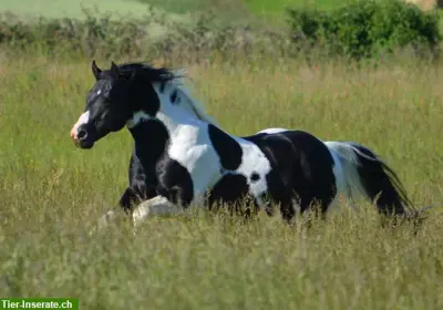 Deckanzeige! Homozygoter Paint Horse Hengst