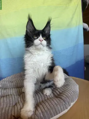 Junge Maine Coon Kitten mit Stammbaum