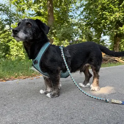 Rexi, aktiver Hundesenior, braucht Hundeerfahrung