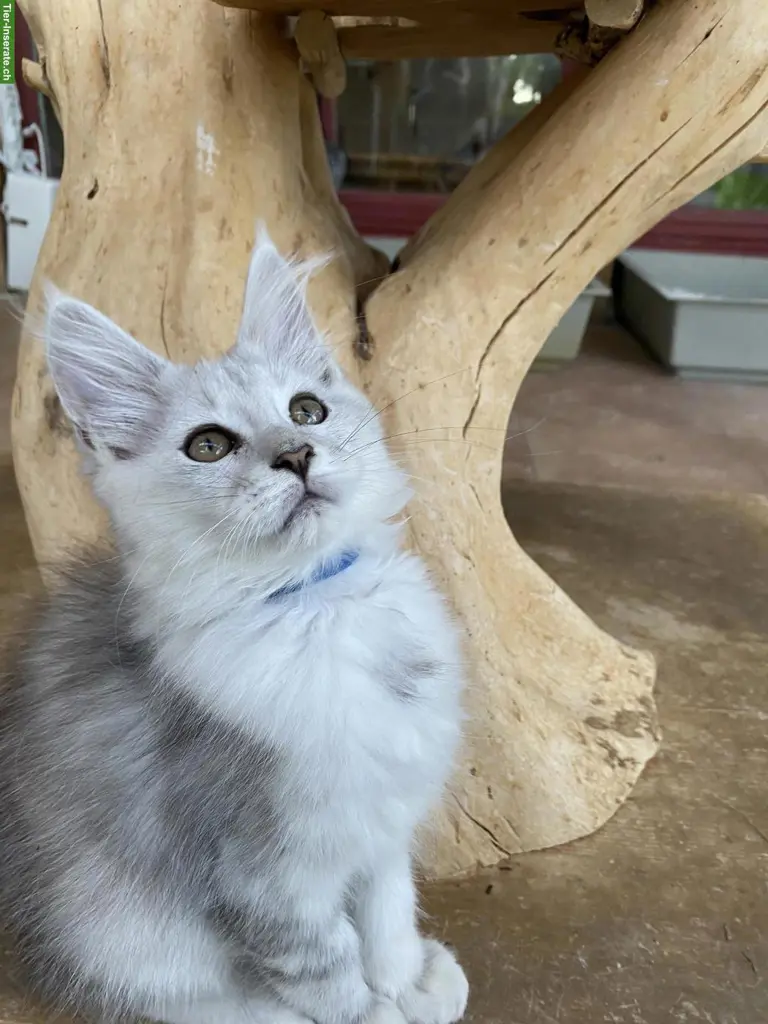 Maine Coon Kitten mit Stammbaum, 1550.-