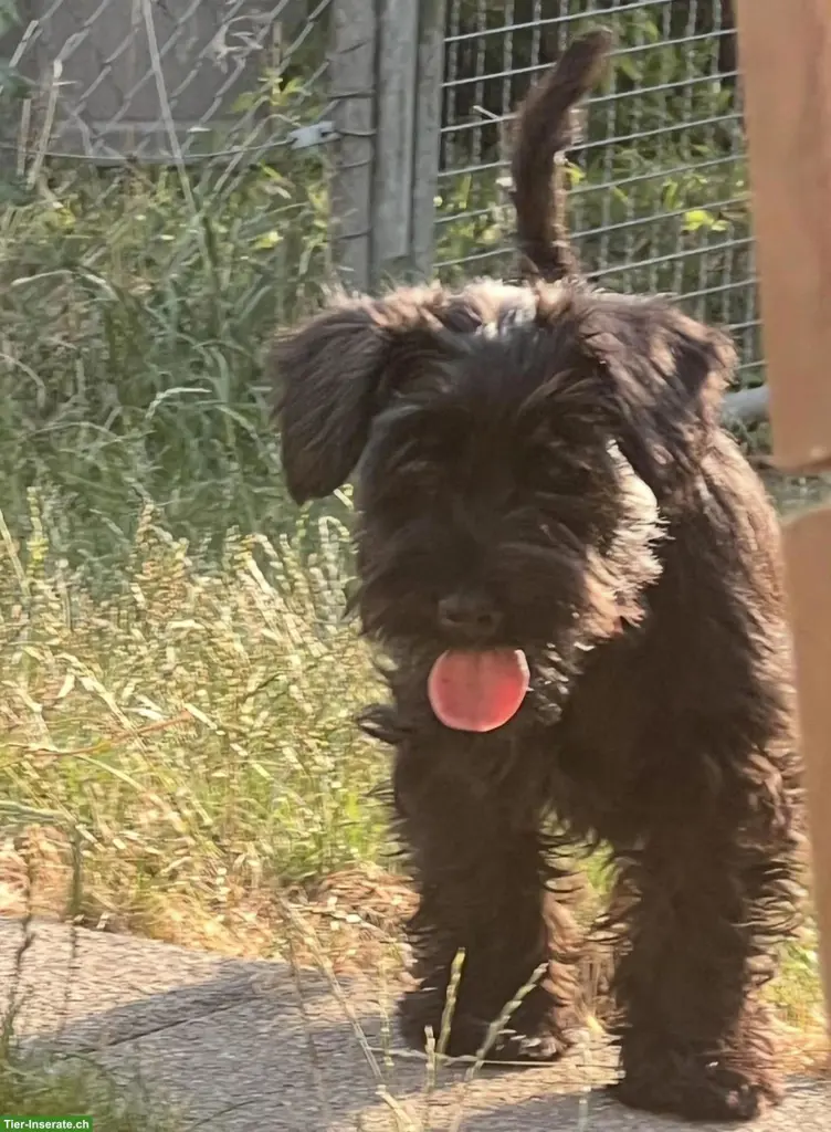 Zwergschnauzer Rüde, schwarz