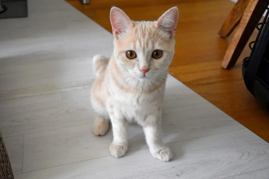 b2f75756-1a8a-4b82-9a28-1369cc3c5c8c-Ginger (1).jpg