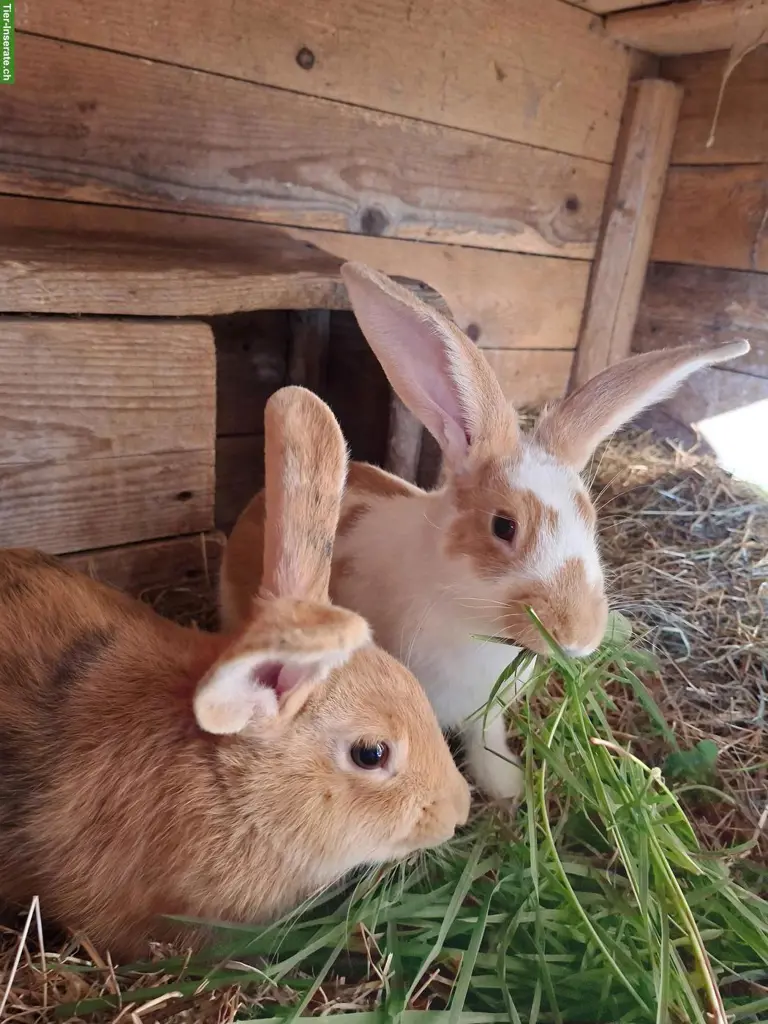 Kaninchen Böcke zu verkaufen