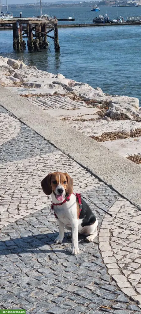 Unsere junge Beagle Hündin sucht ein liebes Zuhause