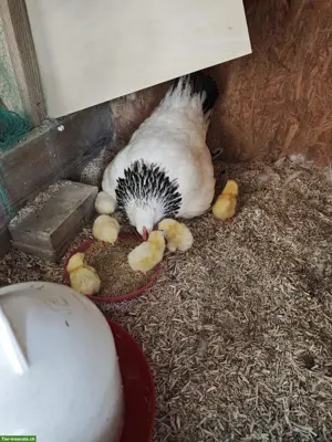 Sundheimer Küken suchen Ihr neues Zuhause