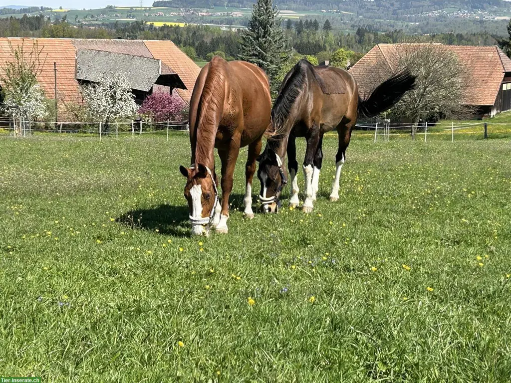 Spazier- und Pflegebeteiligung für zwei Warmblutpferde
