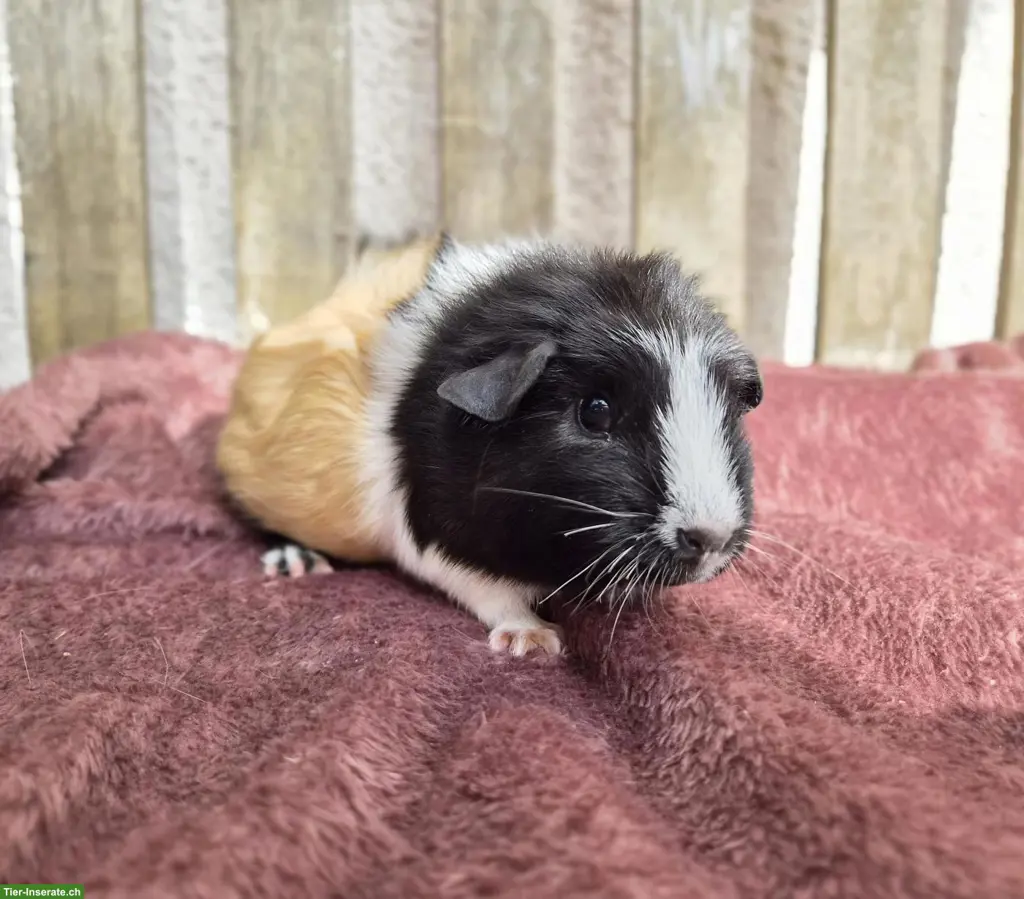 Junge Meerschweinchen suchen schönes Zuhause