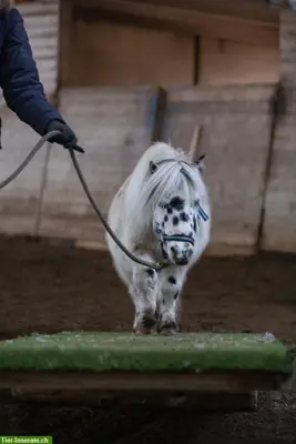Equikinetic/Dualaktivierung, Freiarbeit & Horse Agility ZH/TG/SH/AG/SG
