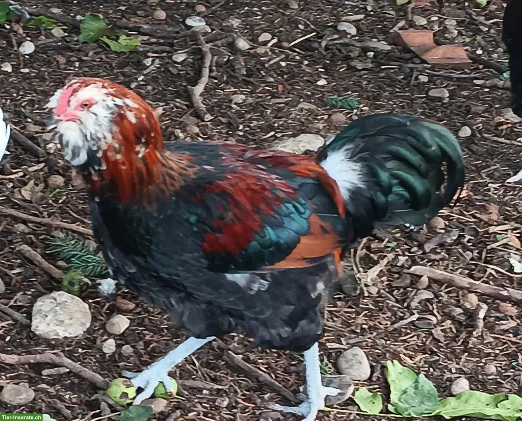 Seltene Ameraucana Junghähne, weizenfarbig