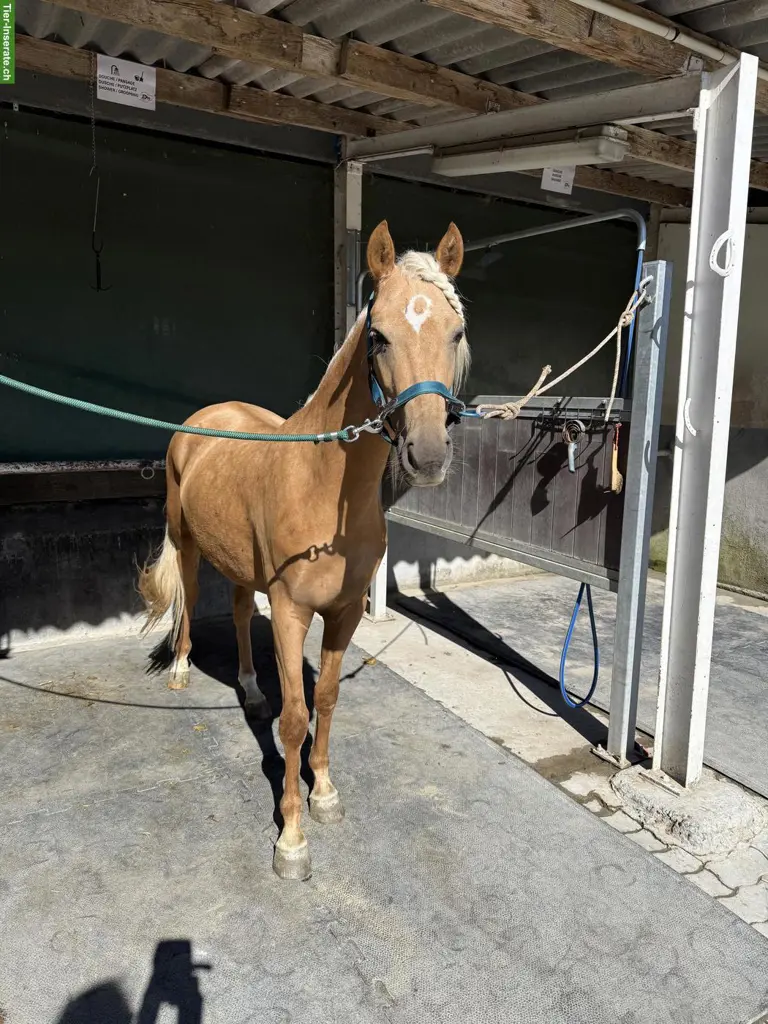 Hübsche Morgan Horse Stute