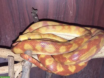 1.1 Corallus hortulanus / Gartenboa / Hundskopfboa