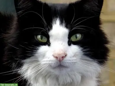 Langjährige liebevolle Katzenbetreuung