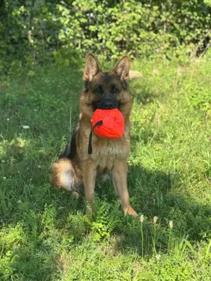 Deutscher Schäferhund, Hündin 7 Jahre
