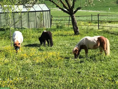Offenstall für 2-3 Shetland Pony's, Bolligen BE
