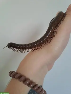 Spirostreptus spec. 8 "Grüne Fee" Tausendfüssler