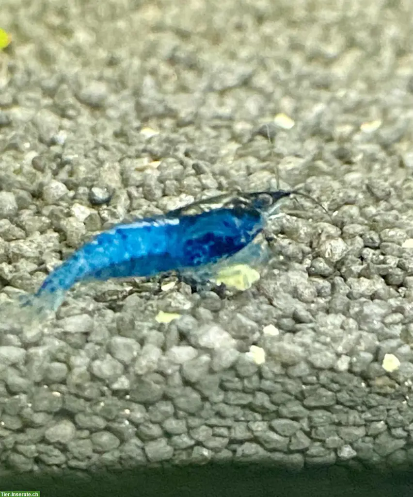 Blue Dream Zwerggarnelen, Neocaridina davidi var. Blue Dream