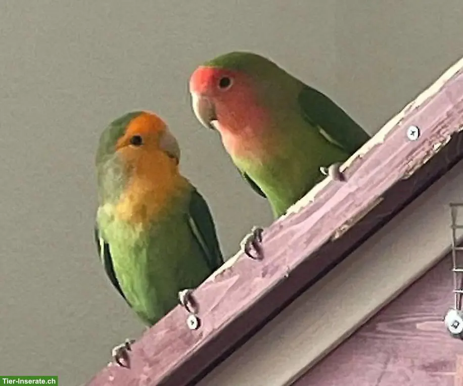 Mehrere Agapornis / Lovebird Paare abzugeben