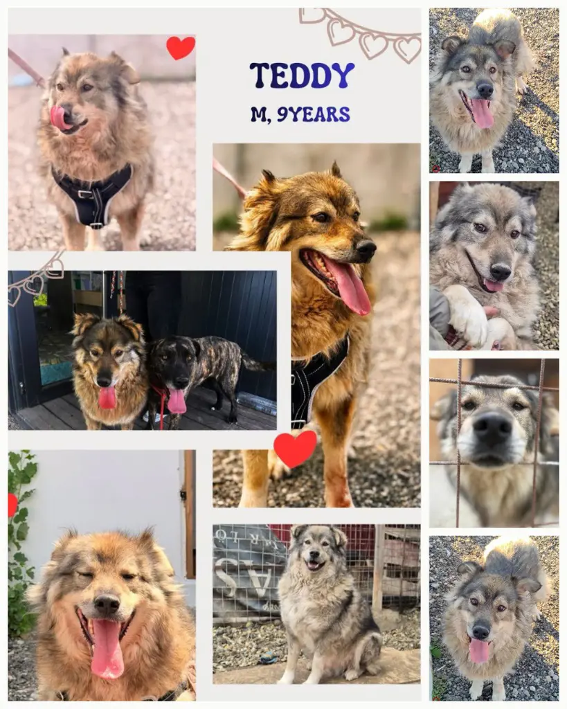 Teddy 9 Jahre alt