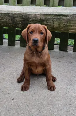 Labrador Rüde Dark Fox Red