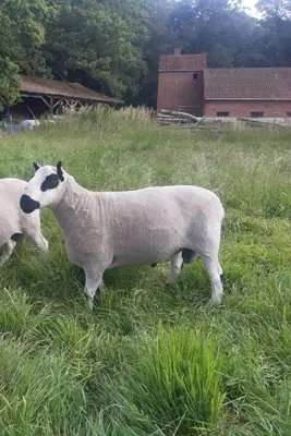 Kerry Hill Herdbuchbock