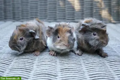 Meerschweinchen aus artgerechter und seriöser Zucht