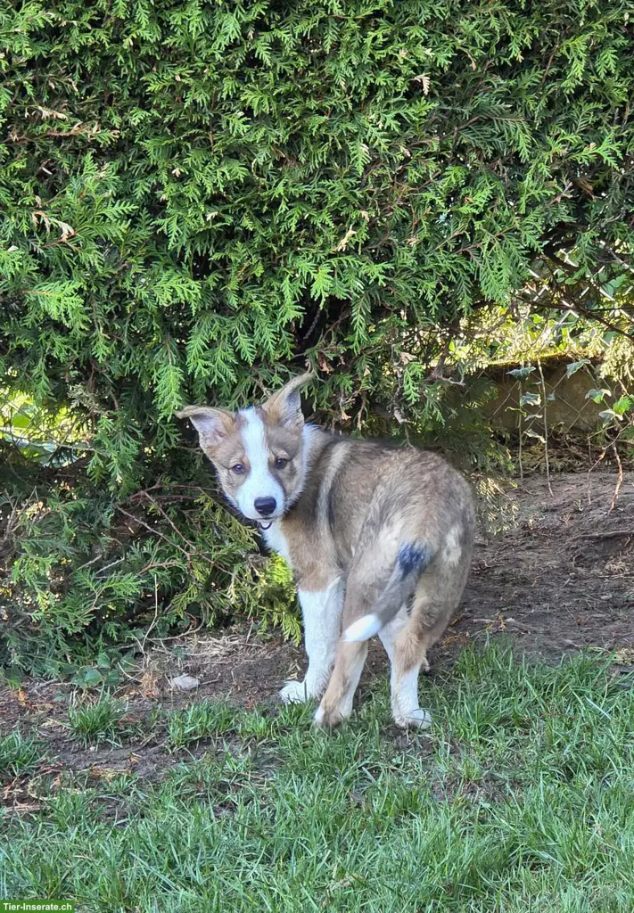Border Collie Welpen mit Stammbaum