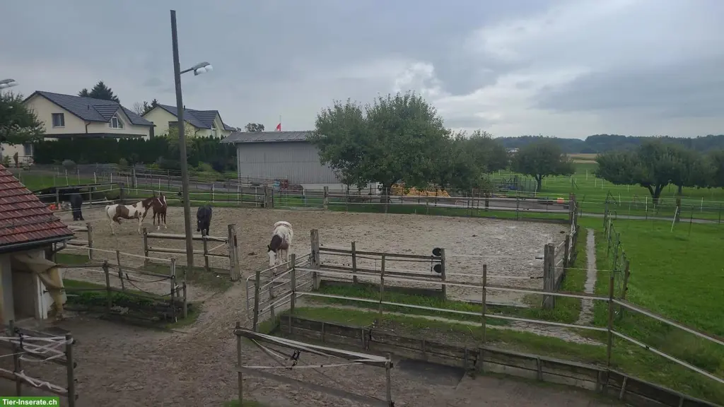 2 Offenstallplätze frei in 3-er Wallach Gruppe