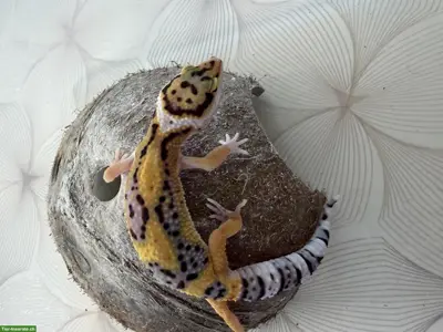 Leopardgeckos Nachzucht 2026 aus der Schweiz