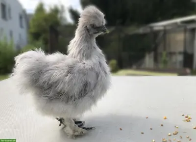 Spezielle Seidenhuhn-Hennen (splash) zu verkaufen