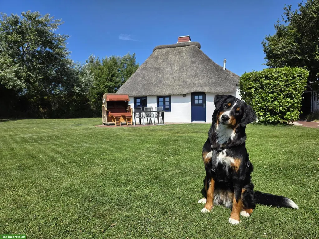 Ferienhaus Fischerkate mit eingezäuntem Garten in St. Peter-Ording