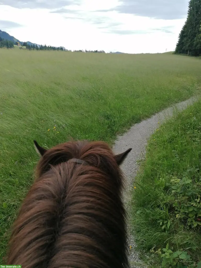 Reitbeteiligung, Muky - Vakyreiten oder Reitstunden